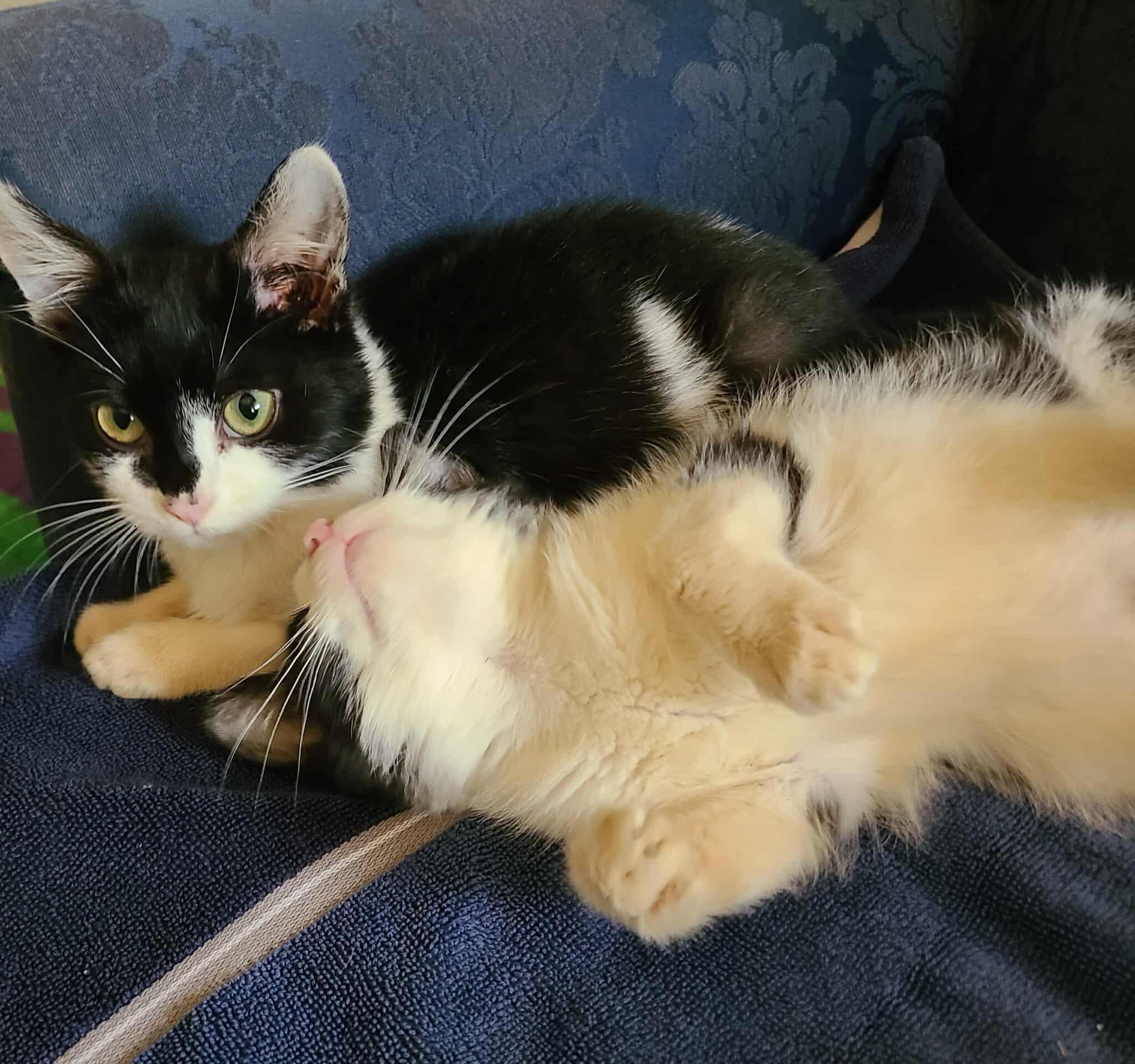 Arlo and Holly photo 6
