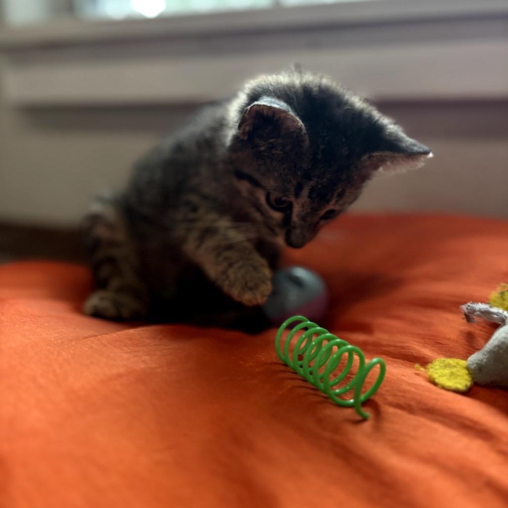 Smith, Adoptable, Kitten Male Domestic Medium Hair.