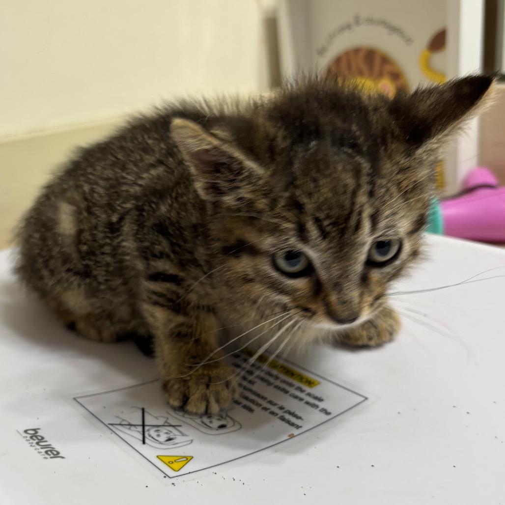 Enlarge Smith, a Adoptable Domestic Medium Hair in Katy, TX image 1/3