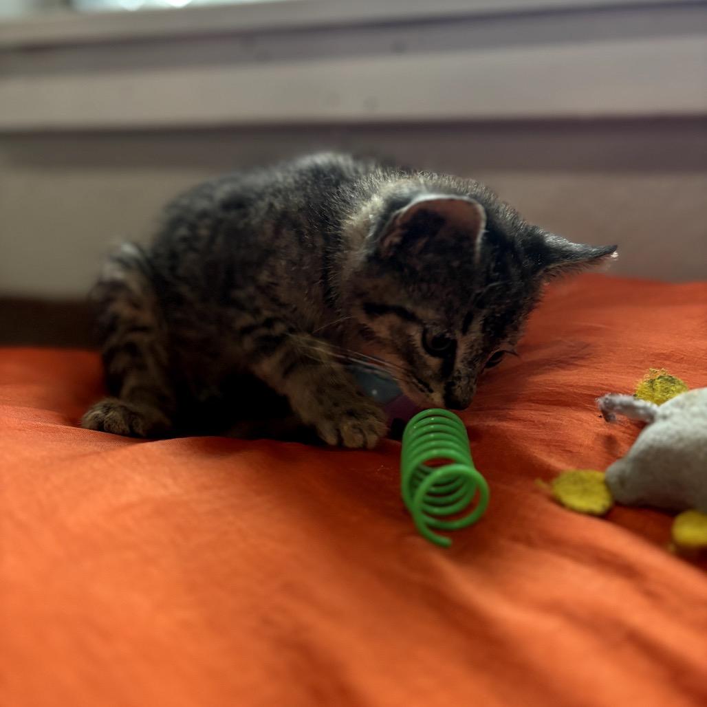 Enlarge Smith, a Adoptable Domestic Medium Hair in Katy, TX image 3/5