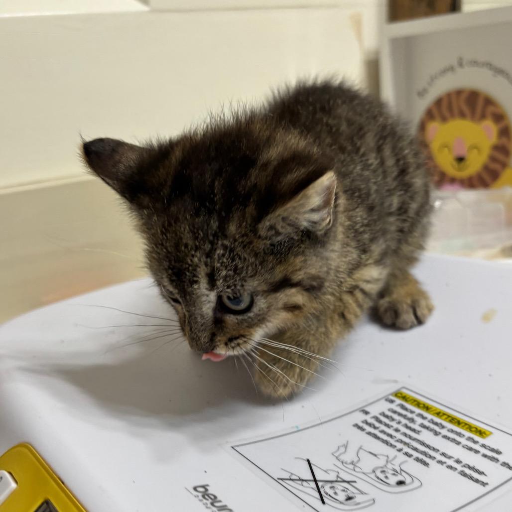 Enlarge Smith, a Adoptable Domestic Medium Hair in Katy, TX image 2/3