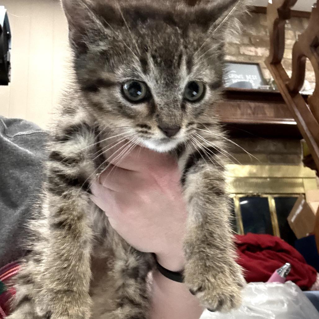 Enlarge Smith, a Adoptable Domestic Medium Hair in Katy, TX image 3/3
