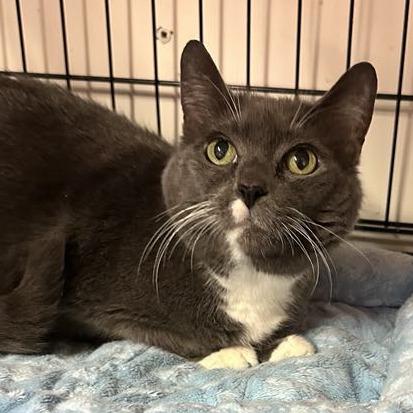 Enlarge Rosa Casagrande, a Adoptable Domestic Short Hair in Concord, NC image 1/1