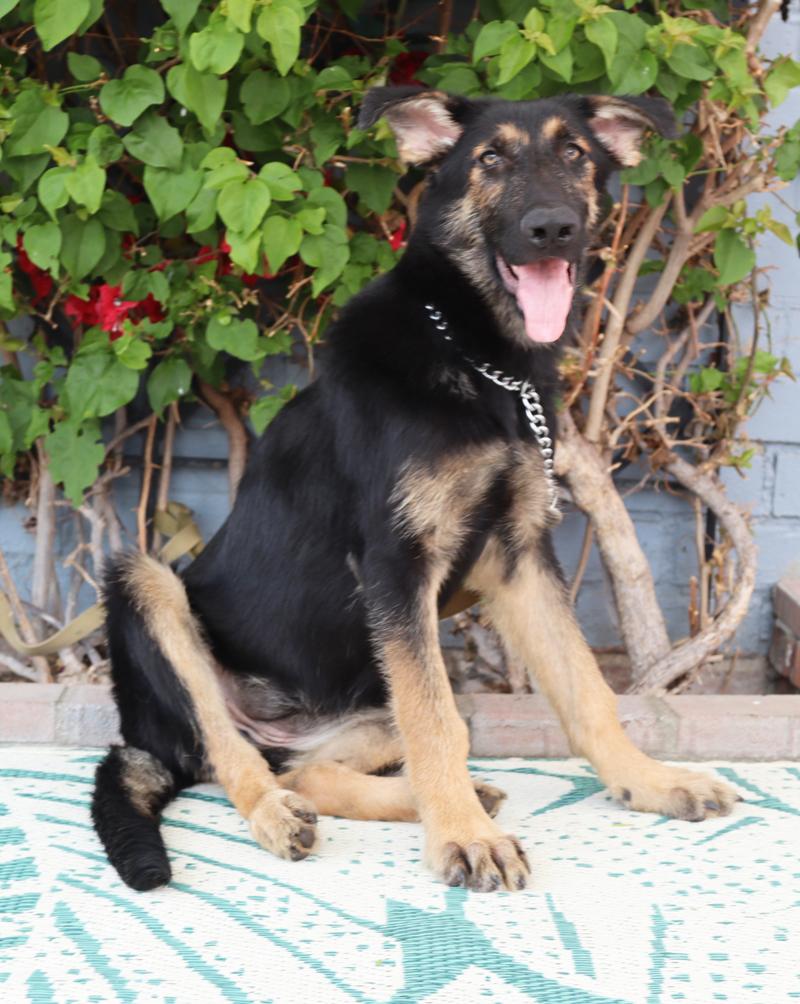 Enlarge Mocha von Murren", a Adoptable German Shepherd Dog in Los Angeles, CA image 4/6