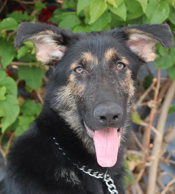 Enlarge Mocha von Murren", a Adoptable German Shepherd Dog in Los Angeles, CA image 1/6