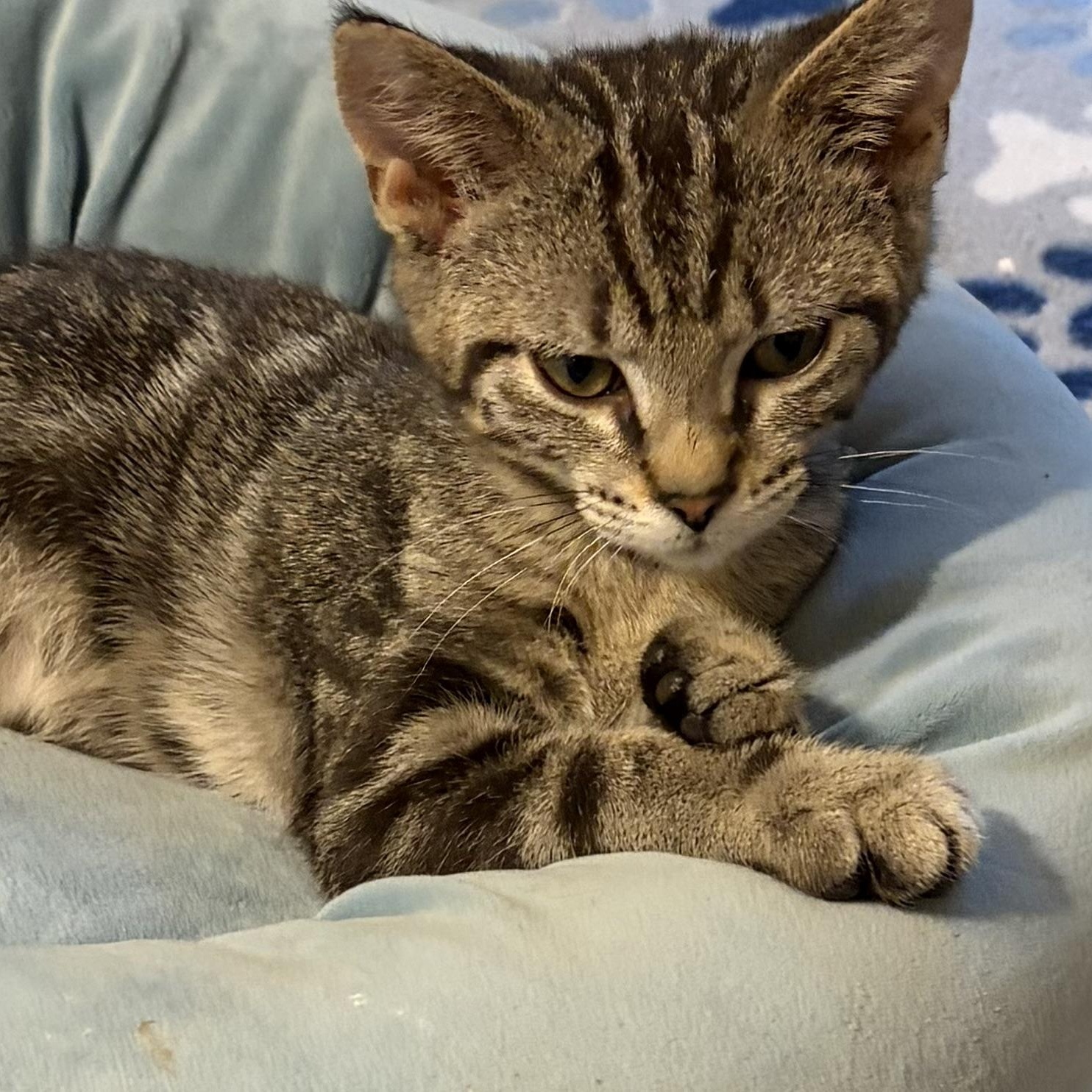 Kaiden, ADOPTABLE, Kitten Male Domestic Short Hair.