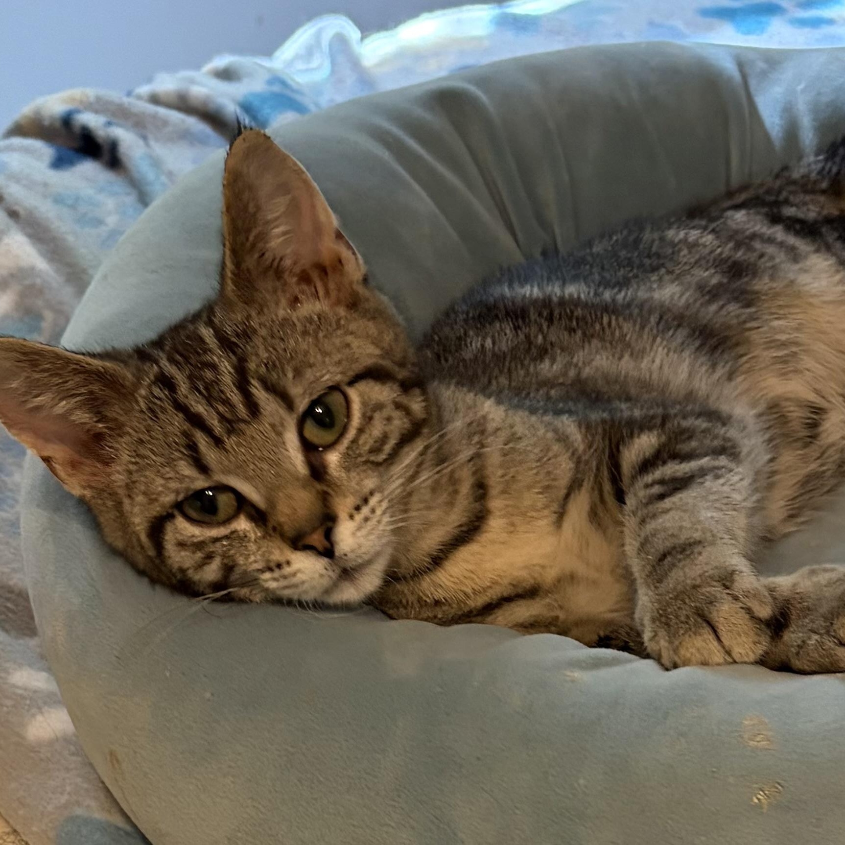 Enlarge Kaiden, a ADOPTABLE Domestic Short Hair in Houghton Lake, MI image 3/3