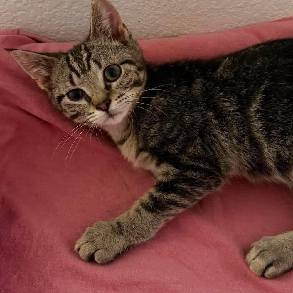 Enlarge Kaiden, a ADOPTABLE Domestic Short Hair in Houghton Lake, MI image 2/3