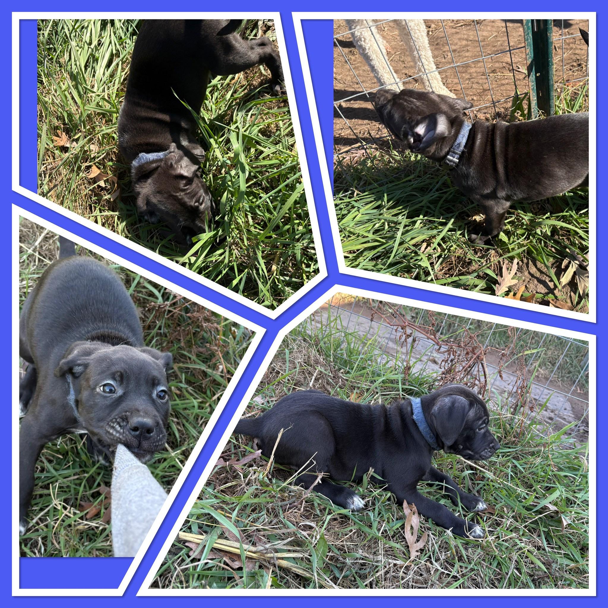 Rarity, Adoptable, Puppy Female Labrador Retriever.