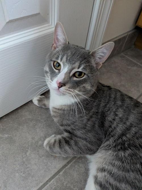 Enlarge McLovin, an adopted Domestic Short Hair in Philadelphia, PA image 1/1