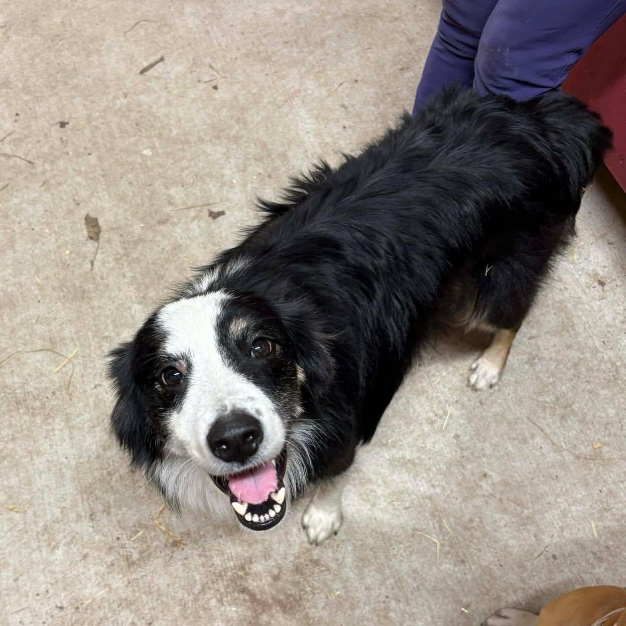 Enlarge Salem, an adopted Australian Shepherd in Rochester, NY image 1/4