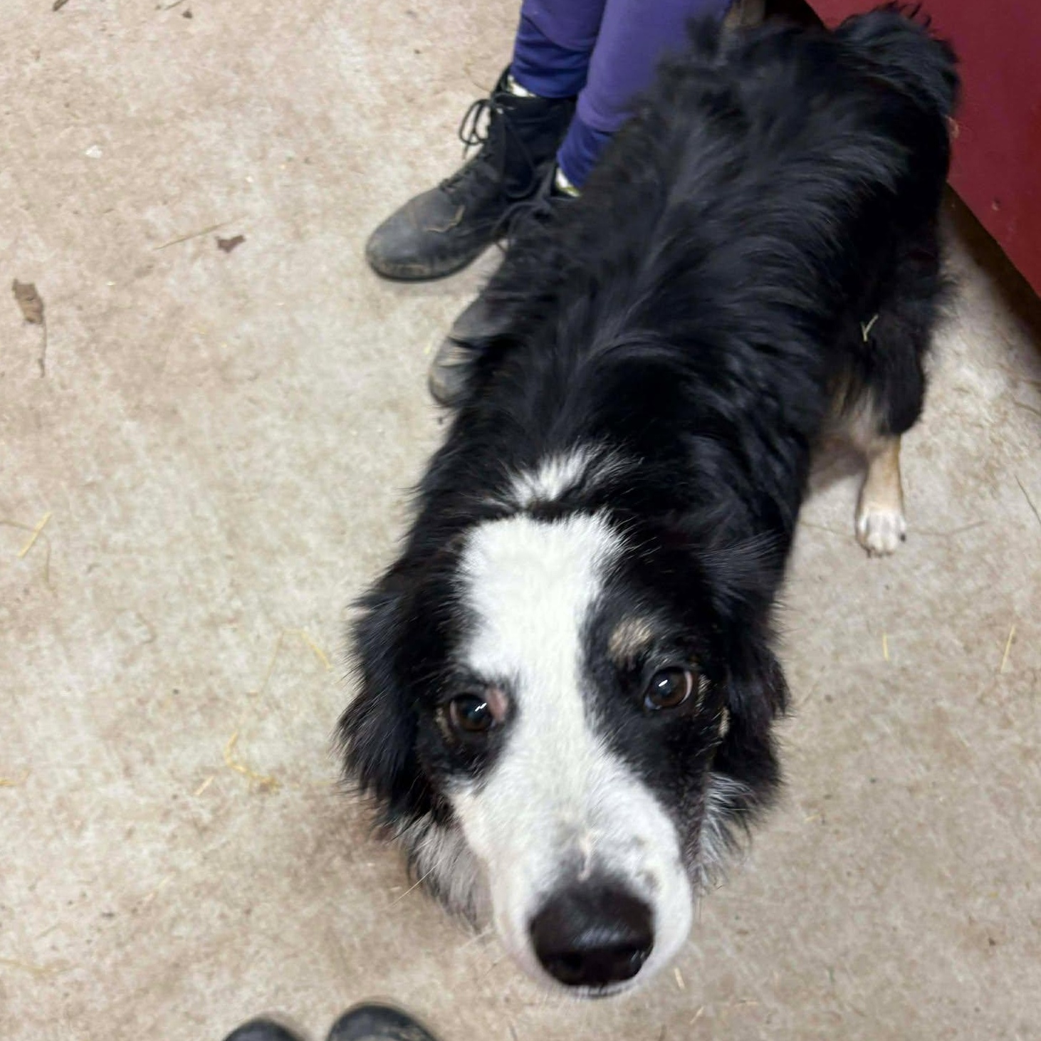 Enlarge Salem, an adopted Australian Shepherd in Rochester, NY image 2/4