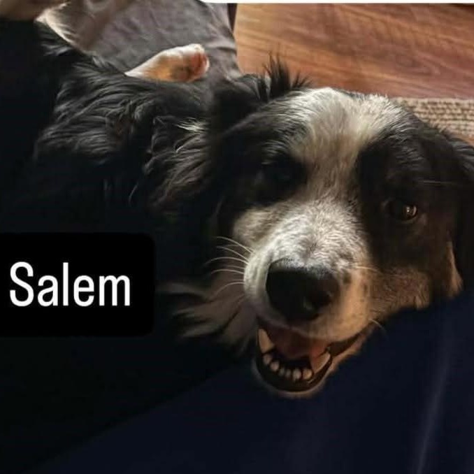 Enlarge Salem, an adopted Australian Shepherd in Rochester, NY image 3/4