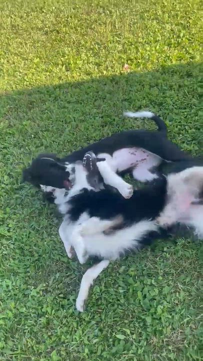 Enlarge Salem, an adopted Australian Shepherd in Rochester, NY video 4/4