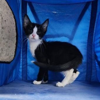 Bert, Adoptable, Kitten Male Domestic Short Hair.
