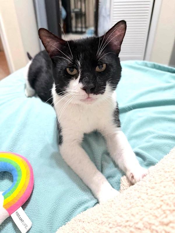 Enlarge RED SOLO CUP, an adopted Domestic Short Hair in Pegram, TN image 2/3