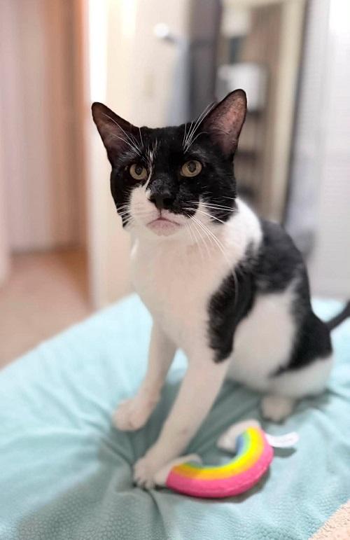 Enlarge RED SOLO CUP, an adopted Domestic Short Hair in Pegram, TN image 1/3