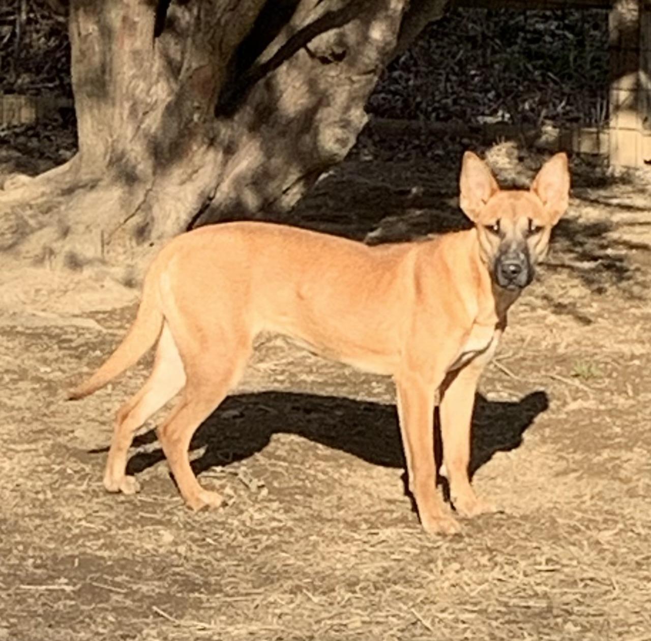 Enlarge Parsley, a Adoptable mixed breed in Coatesville, PA image 1/1