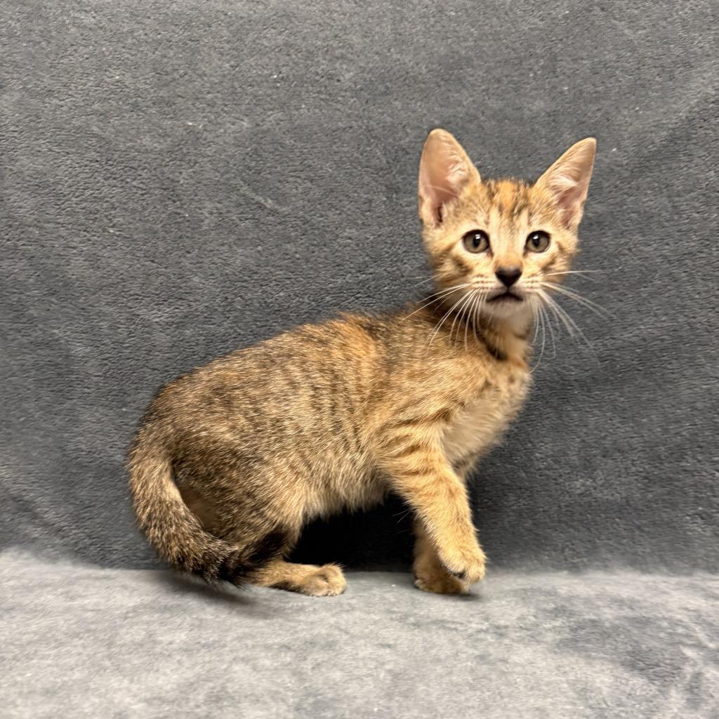 Enlarge Emee, a Adoptable mixed breed in Brenham, TX image 2/6