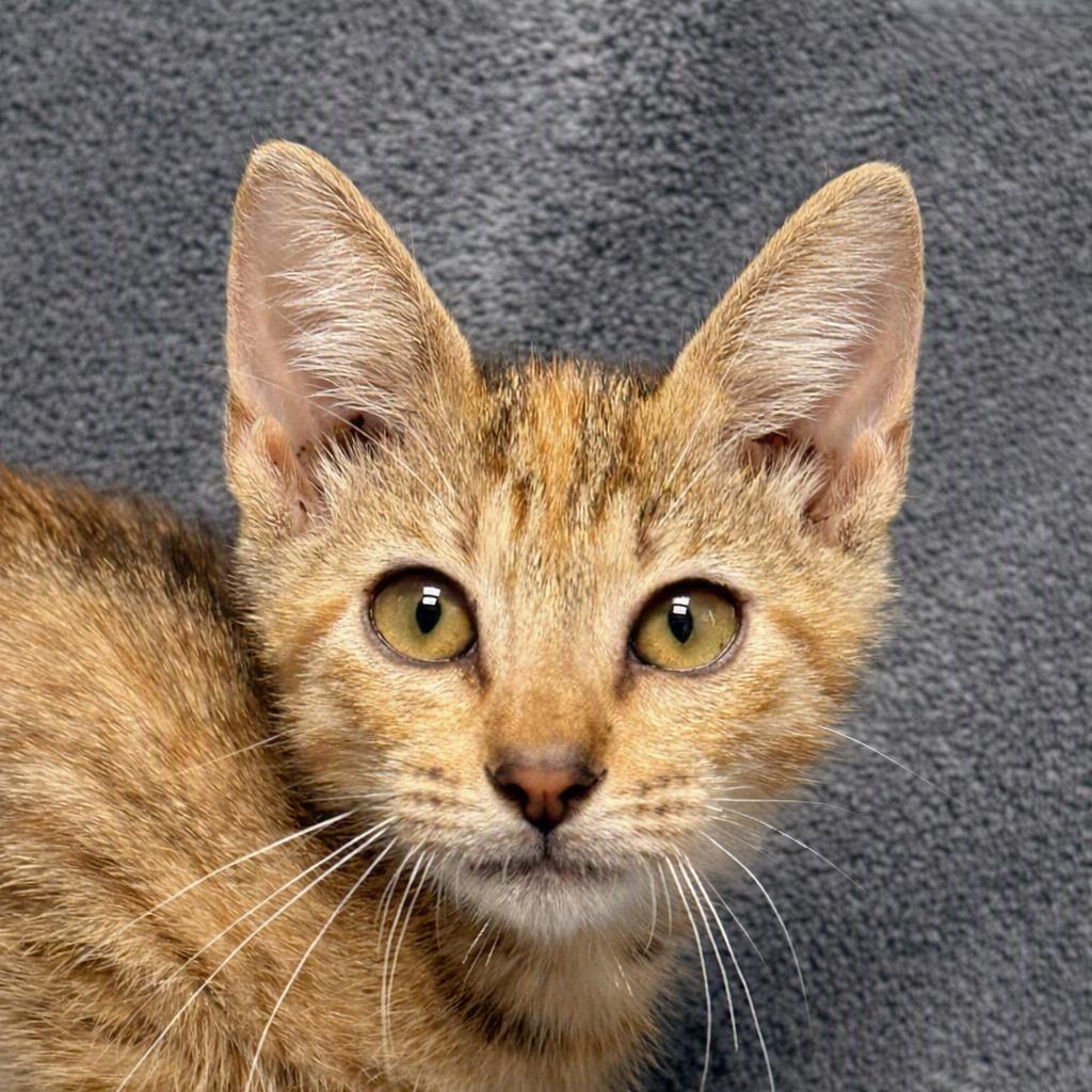 Emee, Adoptable, Kitten Female Domestic Short Hair.