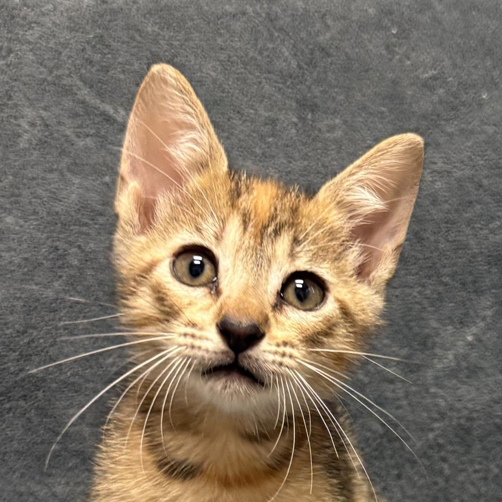 Enlarge Emee, a Adoptable mixed breed in Brenham, TX image 1/6