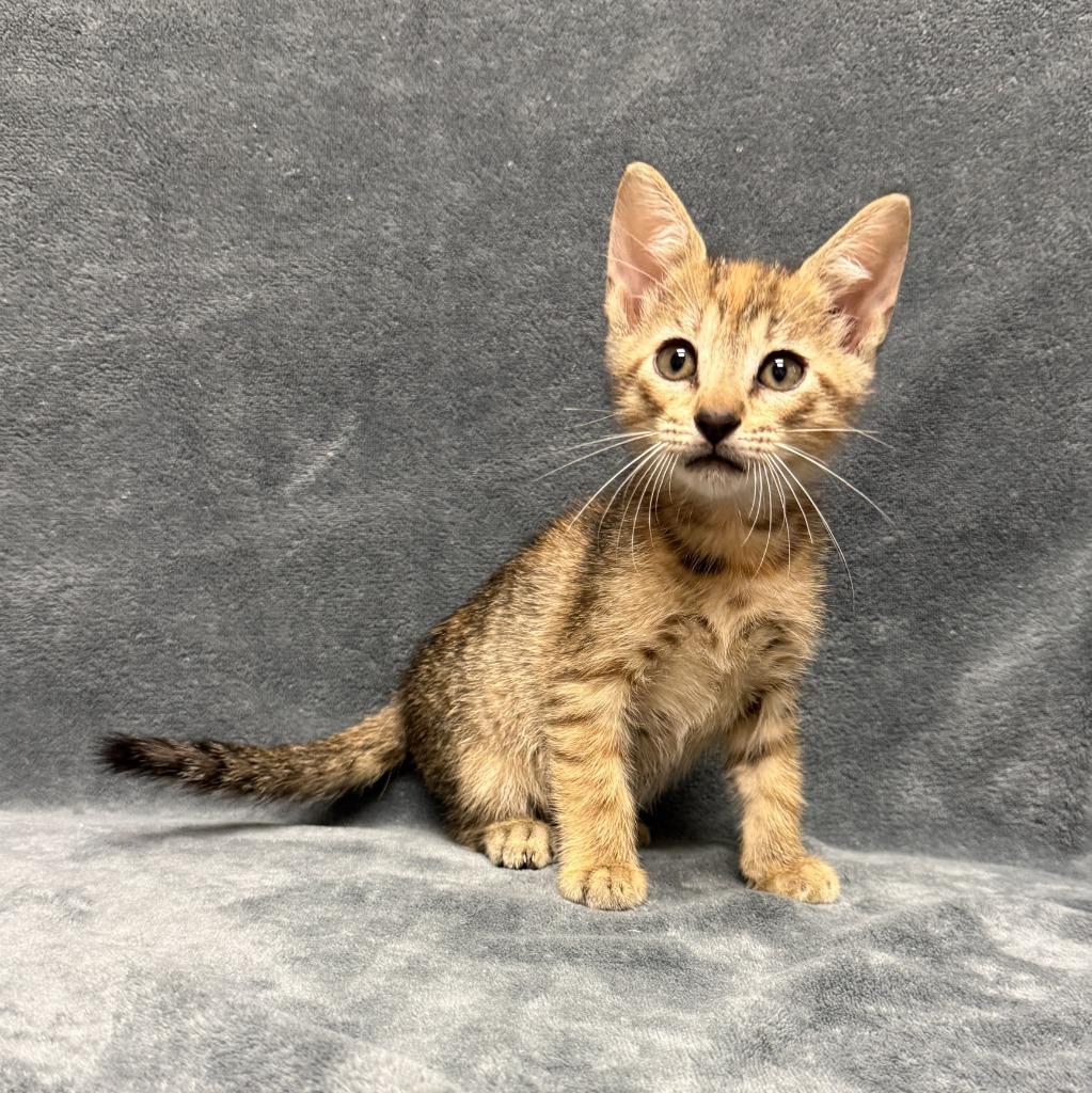 Enlarge Emee, a Adoptable mixed breed in Brenham, TX image 4/6