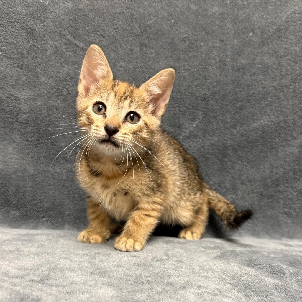 Enlarge Emee, a Adoptable mixed breed in Brenham, TX image 5/6