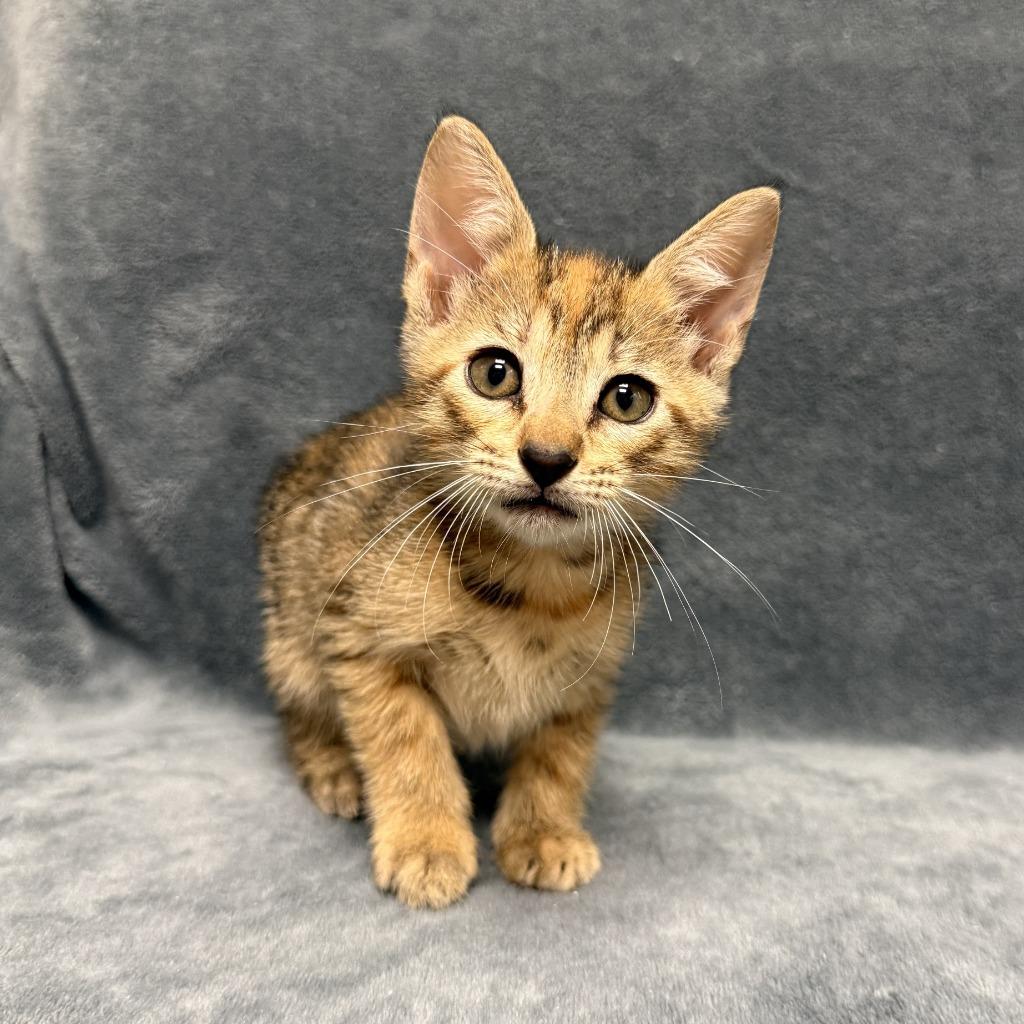 Enlarge Emee, a Adoptable mixed breed in Brenham, TX image 6/6