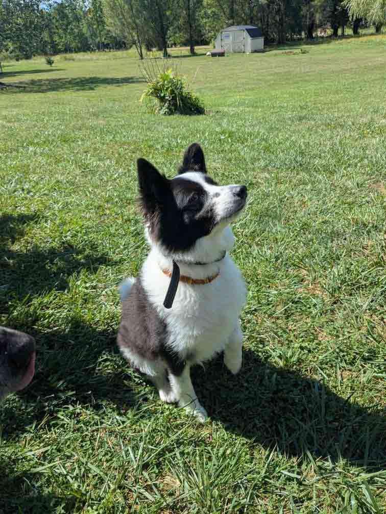 Enlarge Max of Clarence NY, a Adoptable mixed breed in Clarence, NY image 1/3