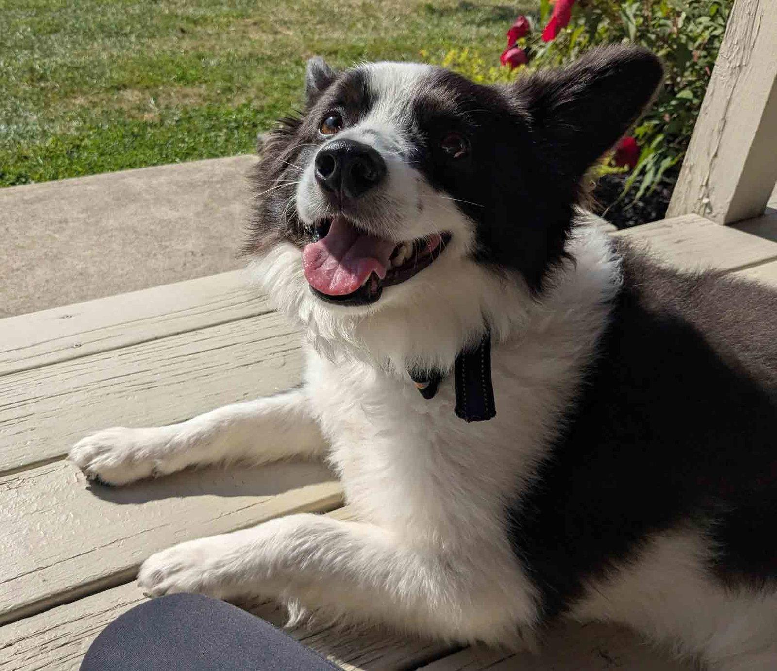 Enlarge Max of Clarence NY, a Adoptable mixed breed in Clarence, NY image 2/3