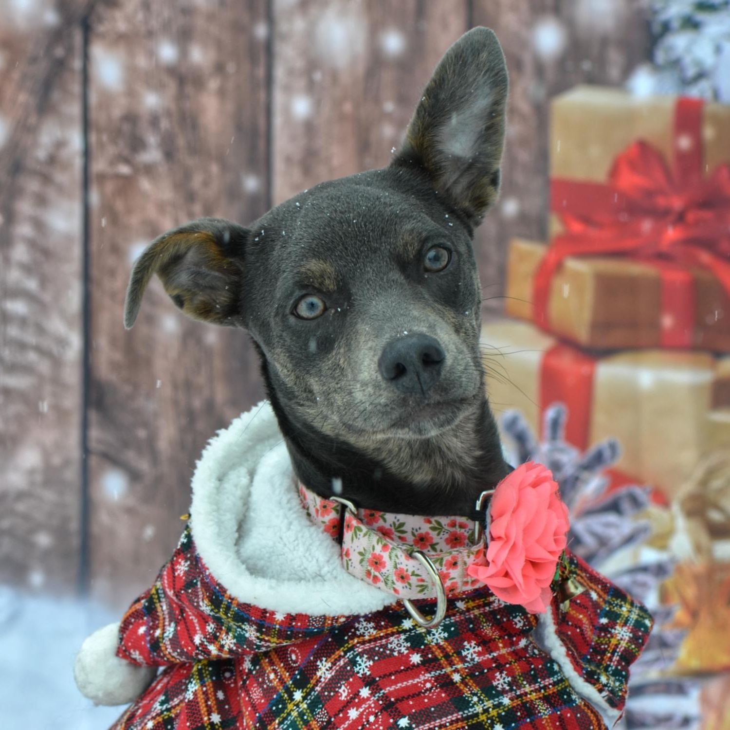 Enlarge Peanut, a Adoptable Mixed Breed in Hopkinton, MA image 1/6