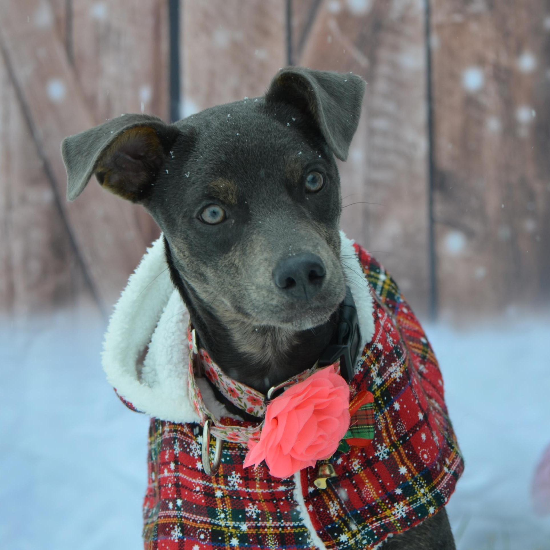 Enlarge Peanut, a Adoptable Mixed Breed in Hopkinton, MA image 2/6
