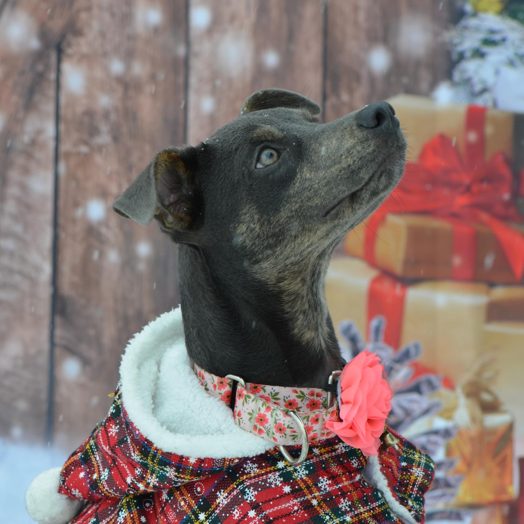 Enlarge Peanut, a Adoptable Mixed Breed in Hopkinton, MA image 5/6