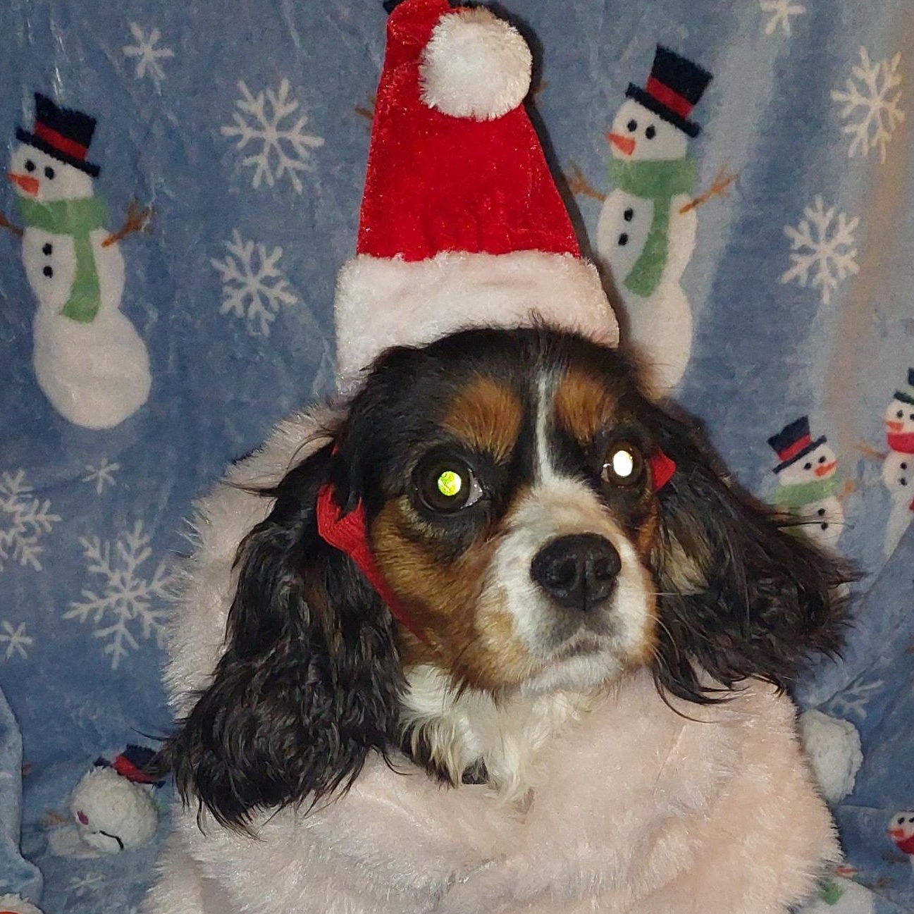 Sparkle, an adopted Cavalier King Charles Spaniel in Conesus, NY image 2/3