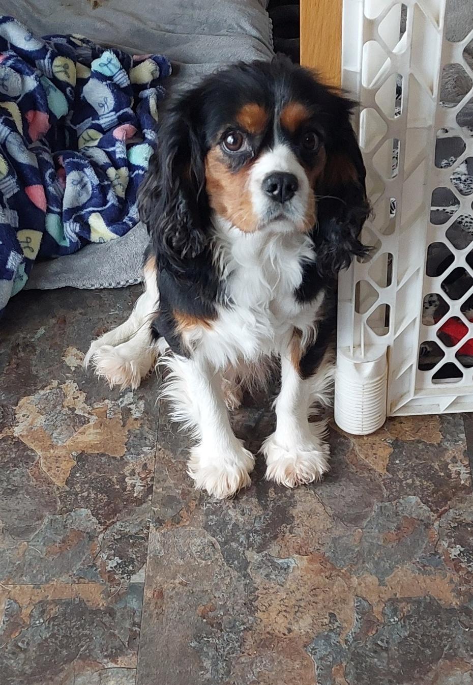 Sparkle, an adopted Cavalier King Charles Spaniel in Conesus, NY image 3/3