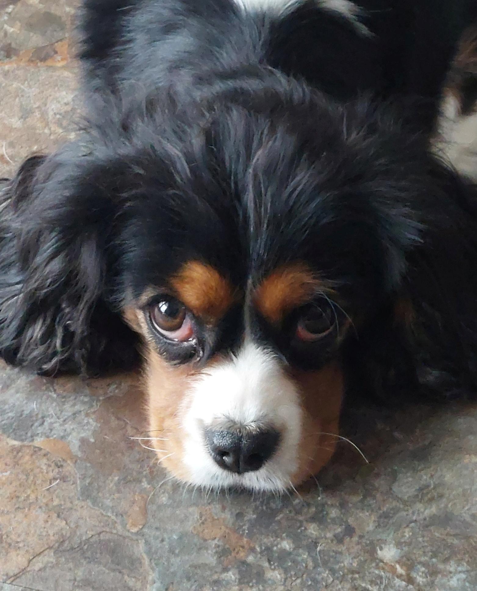 Sparkle, adopted, Adult Female Cavalier King Charles Spaniel.