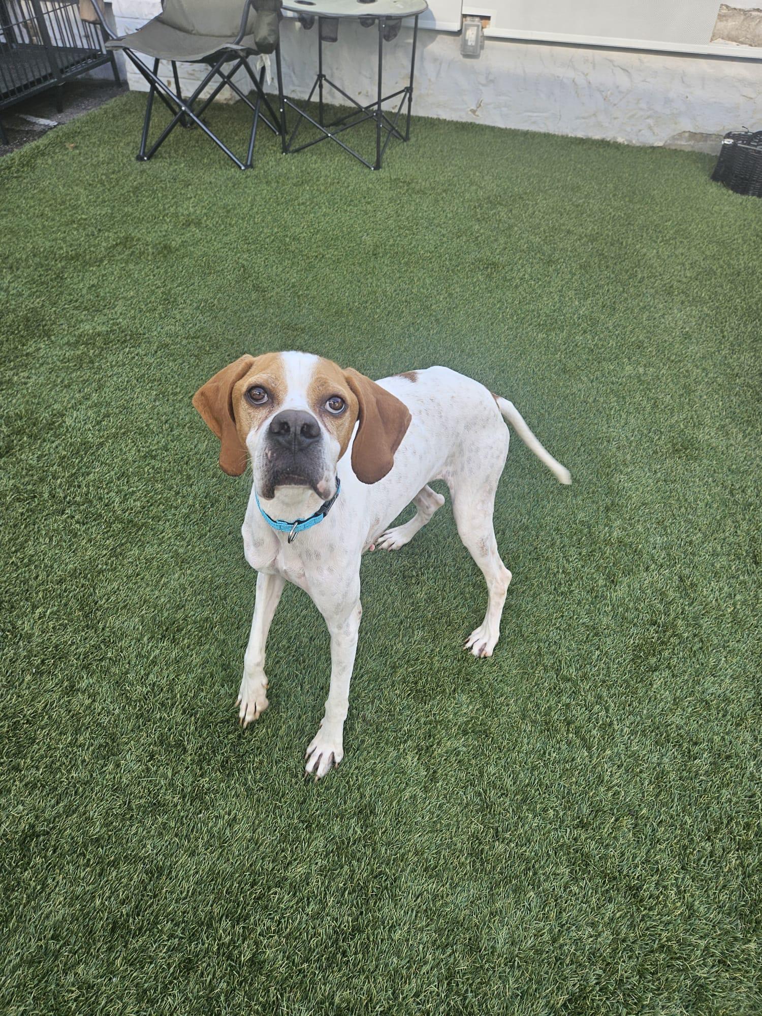 Enlarge Otis, a ADOPTABLE mixed breed in Aurora, ON image 6/6