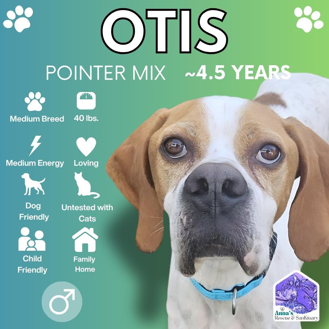 Otis, ADOPTABLE, Adult Male Mixed Breed & English Pointer.