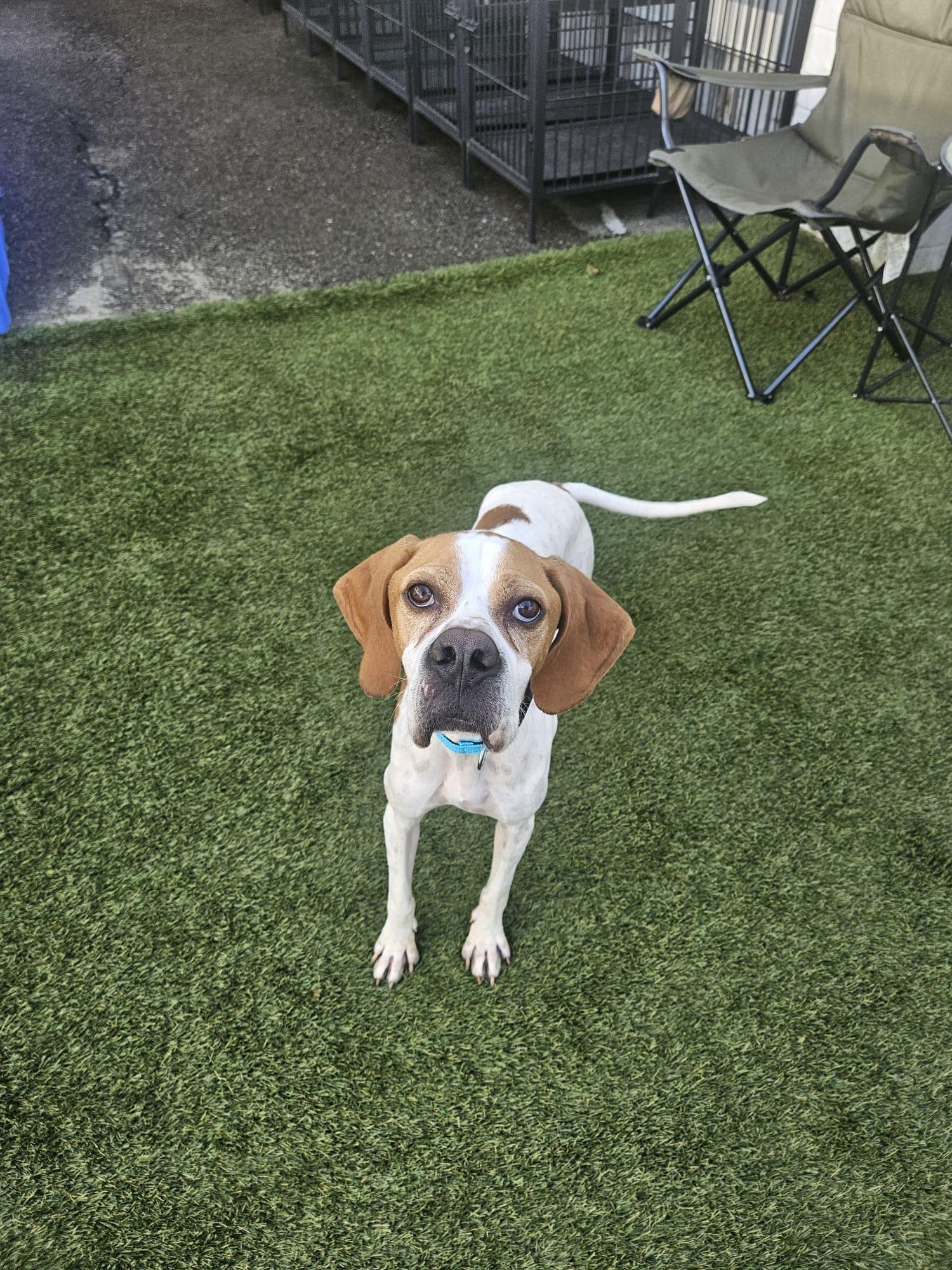 Enlarge Otis, a ADOPTABLE mixed breed in Aurora, ON image 2/6