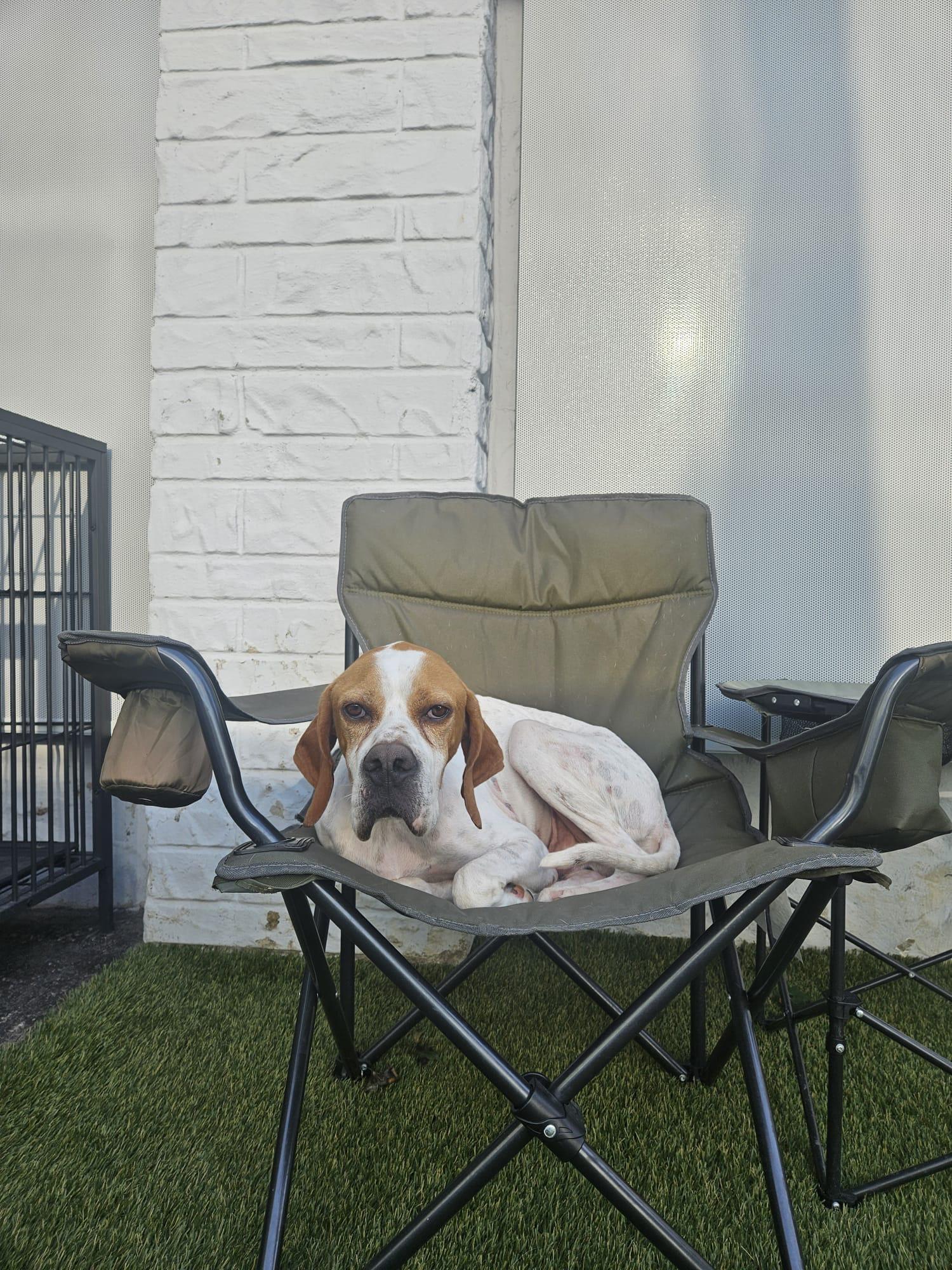 Enlarge Otis, a ADOPTABLE mixed breed in Aurora, ON image 5/6
