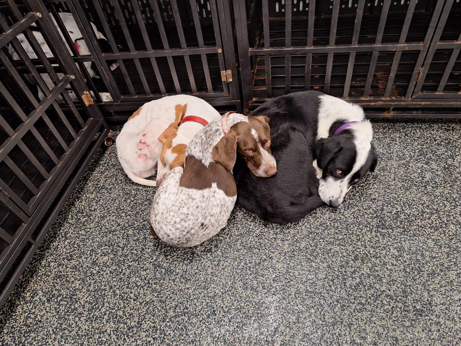 Enlarge Otis, a ADOPTABLE mixed breed in Aurora, ON image 4/6