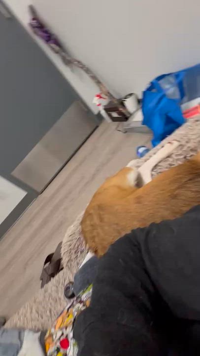Enlarge Otis, a ADOPTABLE mixed breed in Aurora, ON video 3/6