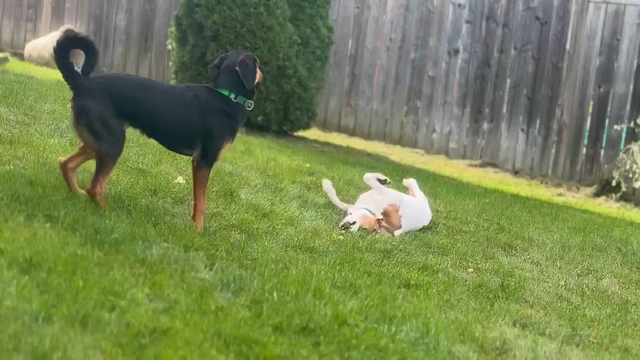Enlarge Otis, a Adopted English Pointer in Aurora, ON video 3/6