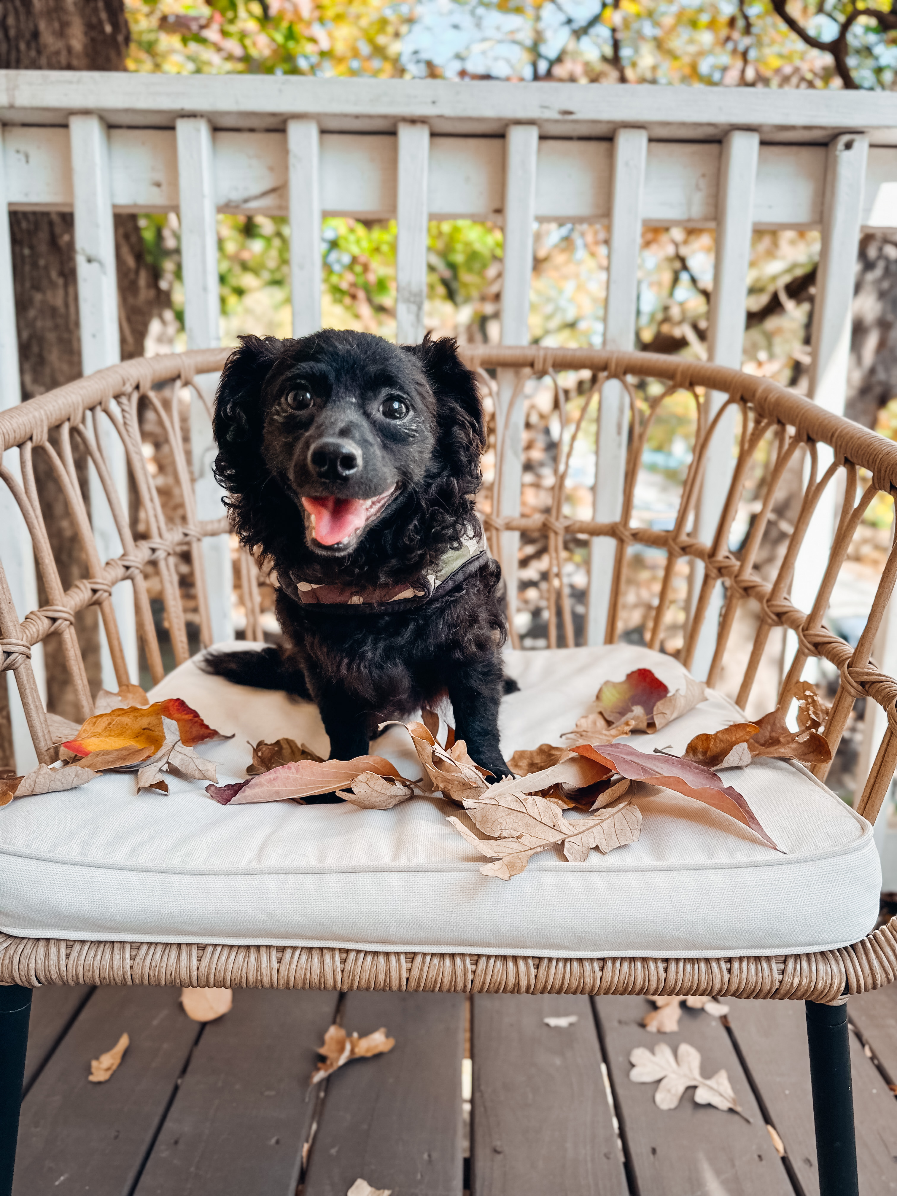 Bijou, a Adoptable mixed breed in Atlanta, GA image 3/5