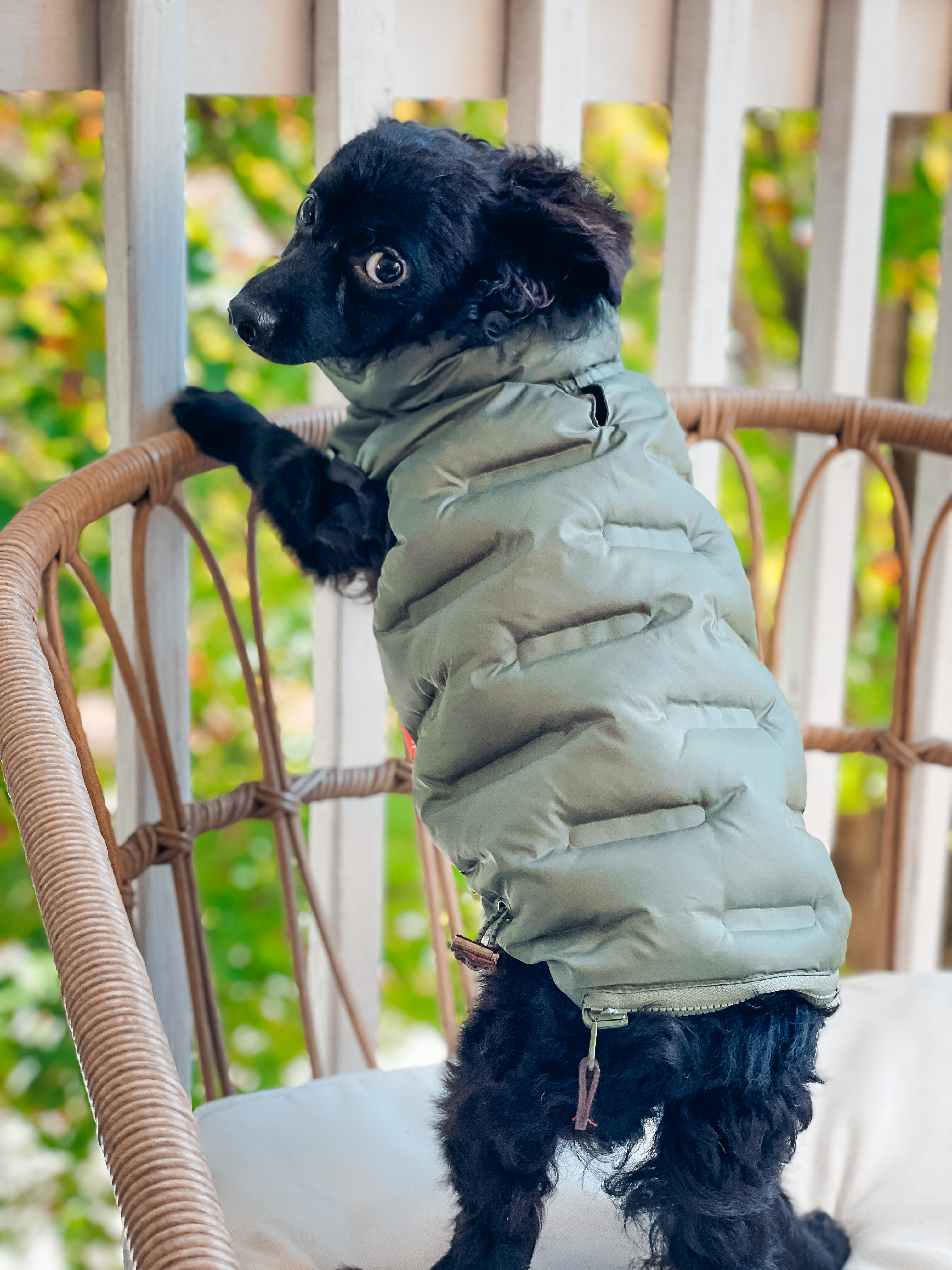 Bijou, a Adoptable mixed breed in Atlanta, GA image 4/5