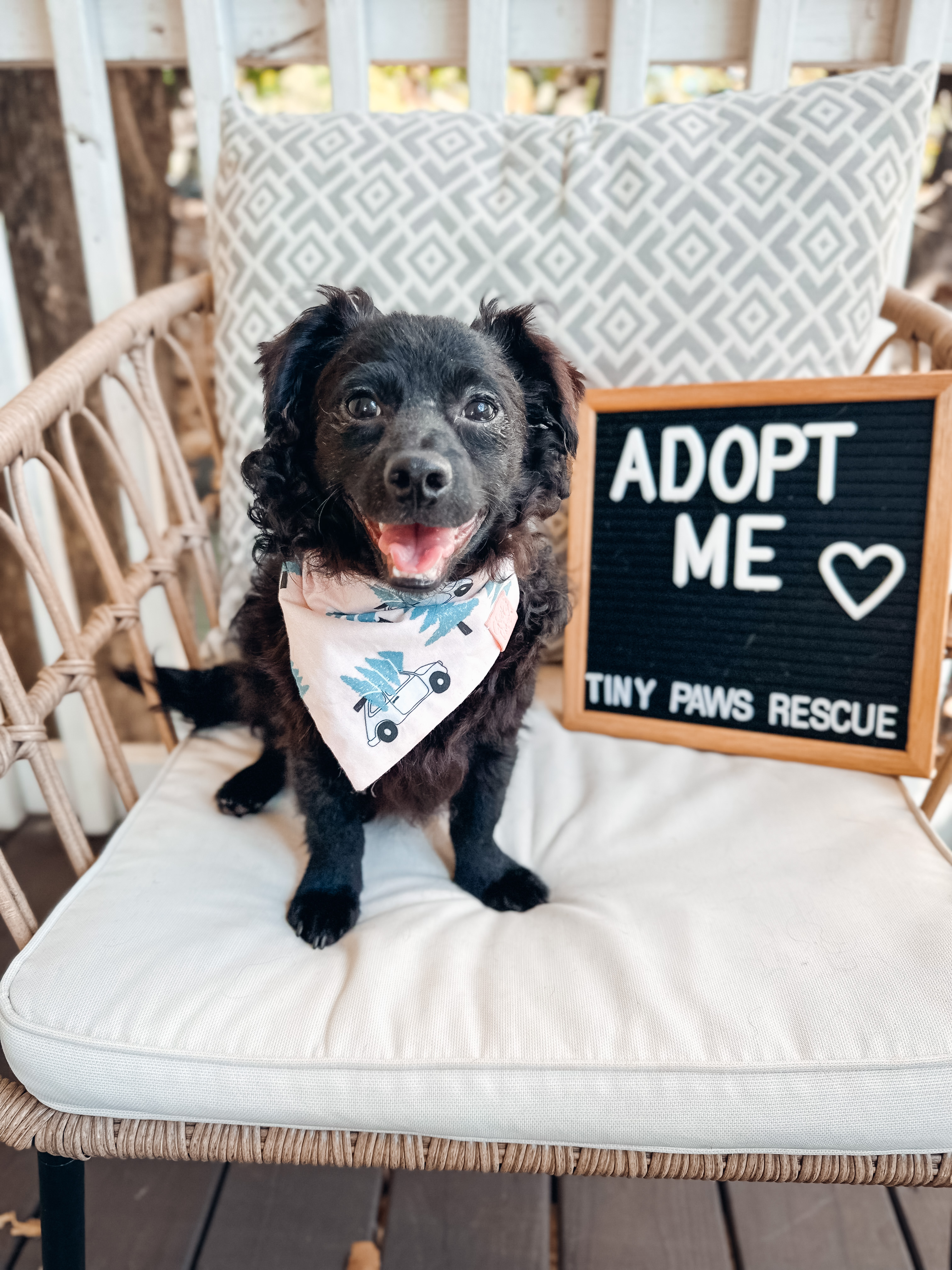 Bijou, a Adoptable mixed breed in Atlanta, GA image 2/5