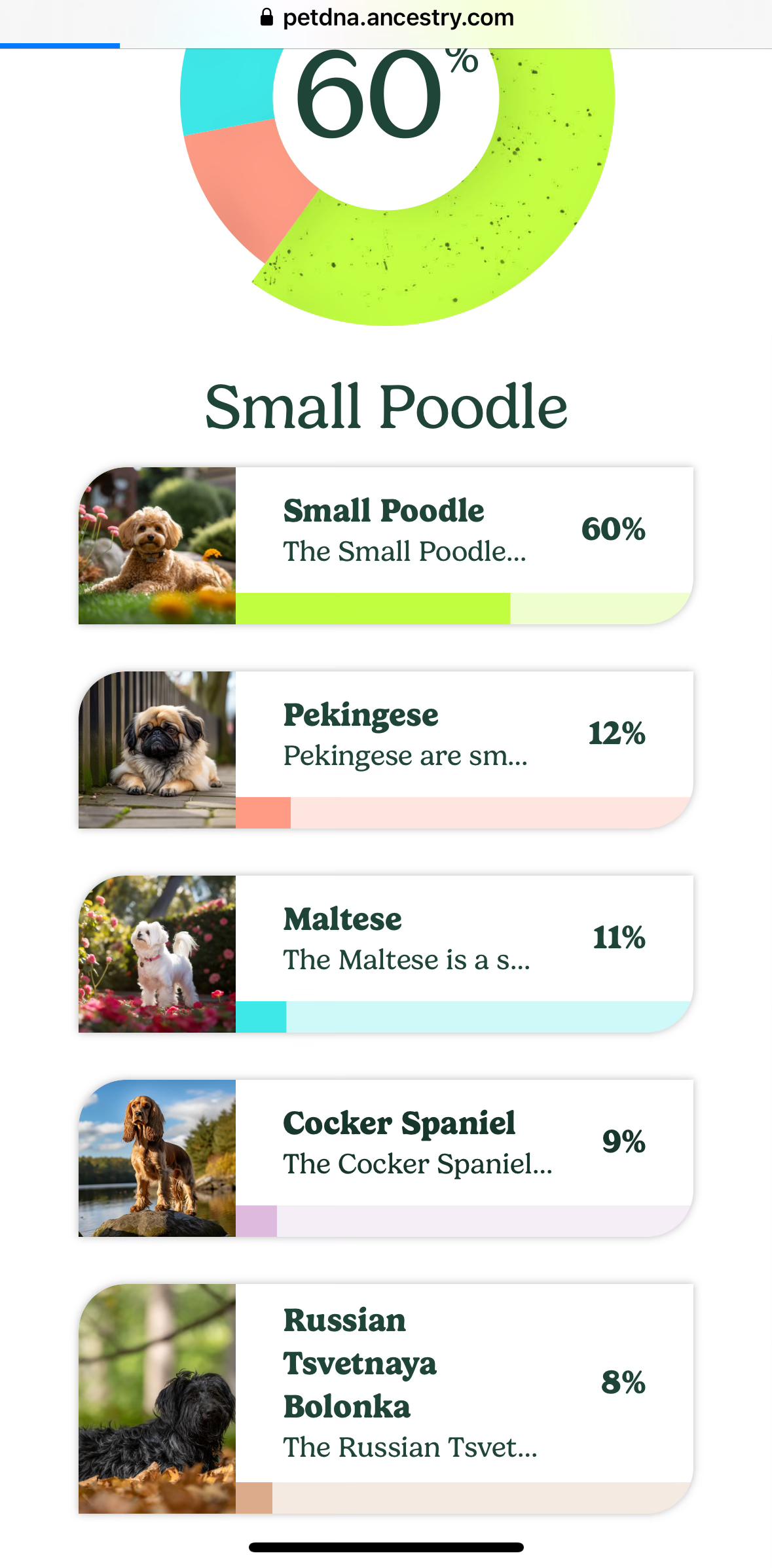 Bijou, a Adoptable mixed breed in Atlanta, GA image 5/5