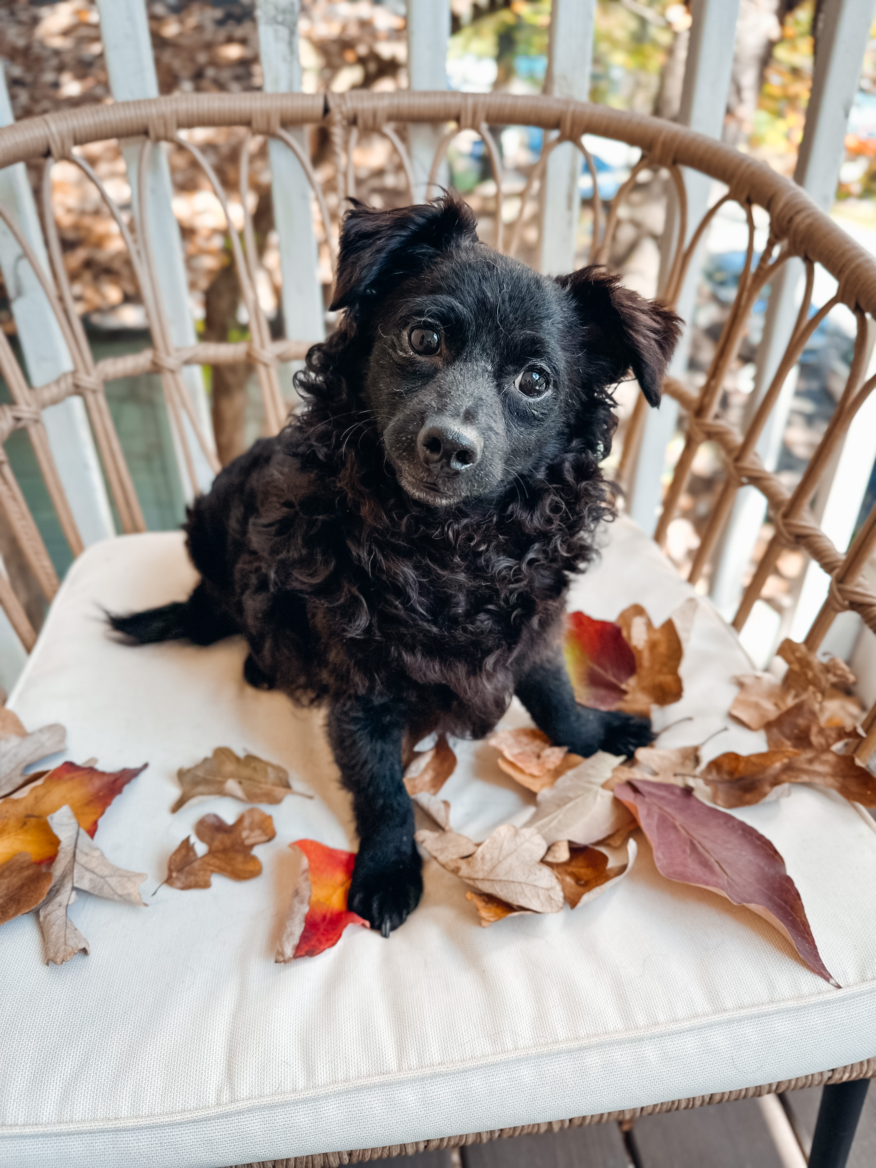 Bijou, a Adoptable mixed breed in Atlanta, GA image 1/5