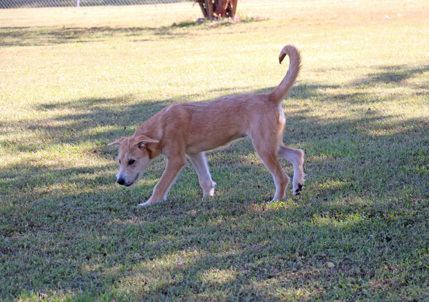 Winnie, Adoptable, Young Female Terrier & Border Terrier.