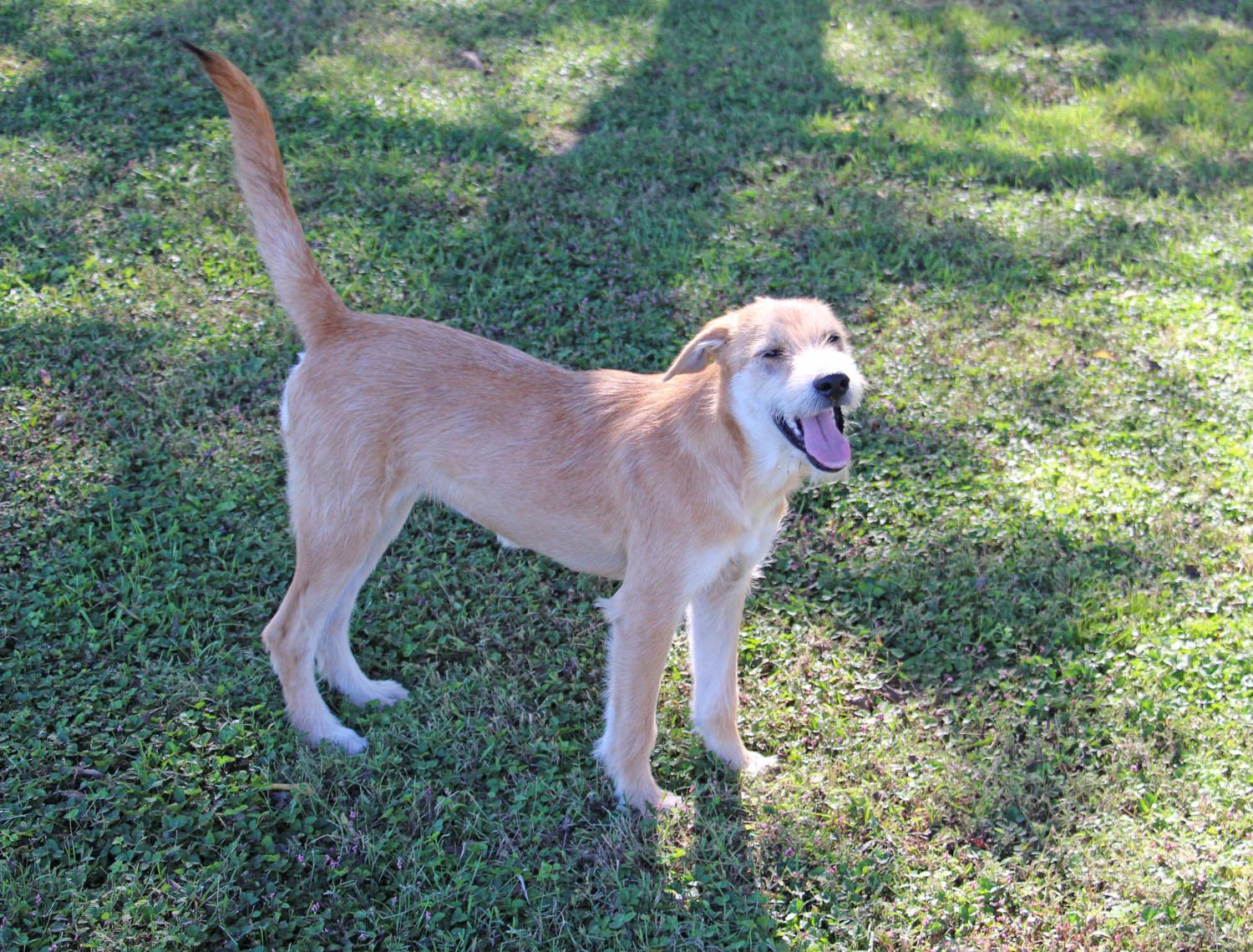 Winnie, a Adoptable mixed breed in Savannah, TN image 2/4
